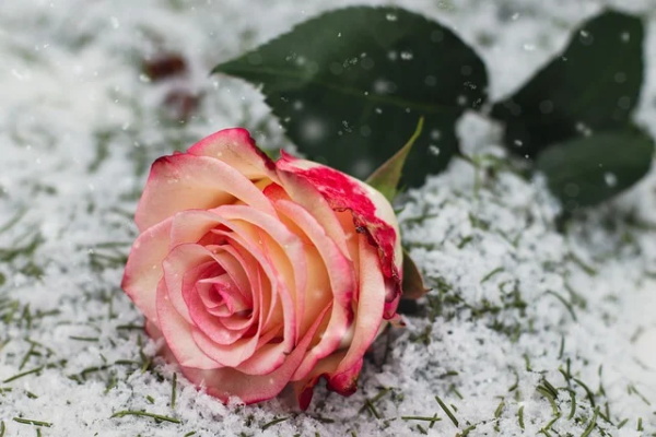 平凡而美好的爱情句子 关于平凡爱情句子