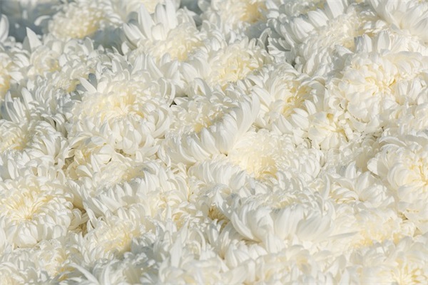 致真心朋友的句子 和朋友共勉的语句