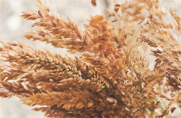 精选的关于描写花的句子大全 关于描写的句子