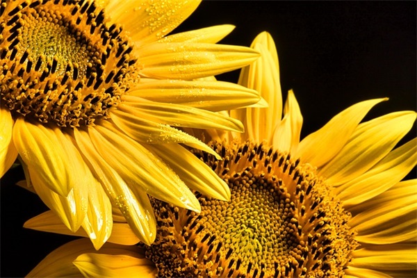 张小娴爱情语录经典句子