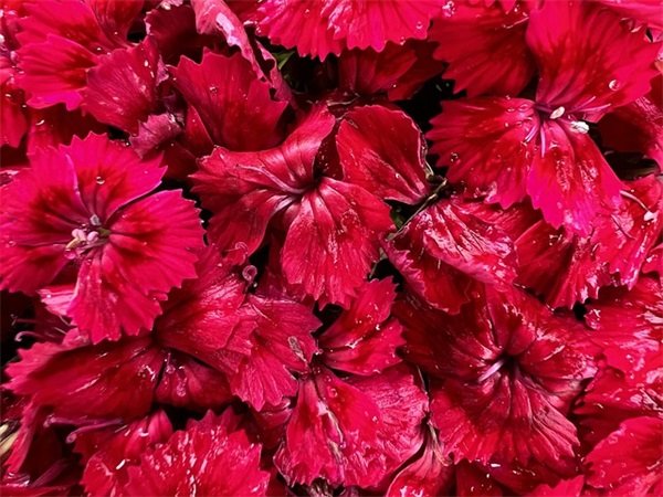 饶雪漫经典语录