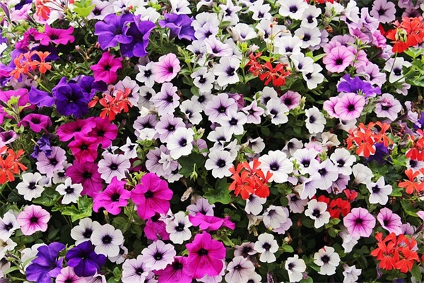 冯晓强经典语录71句