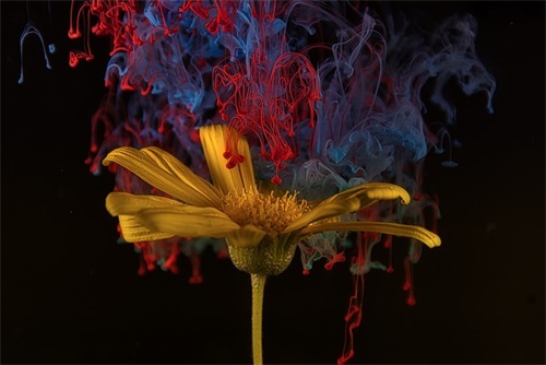 求婚表白语录56句