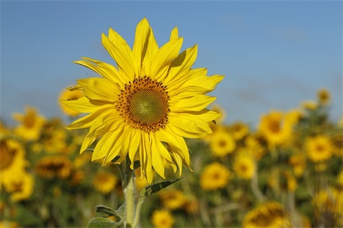 生日宴会致辞讲话